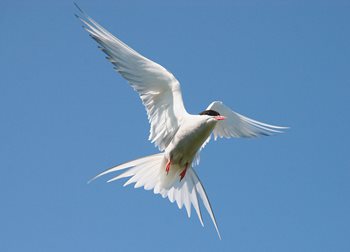 Seabird flying close up