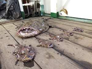 Various sizes of monkfish on deck of boat