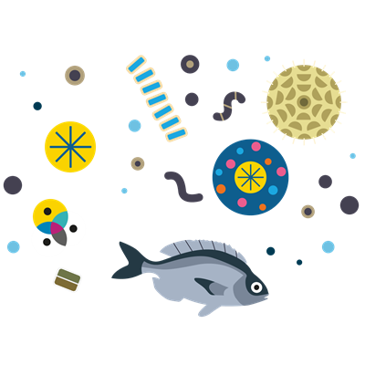 Fish and plankton illustration