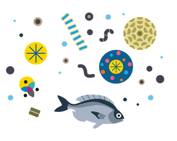 Fish and plankton in illustration