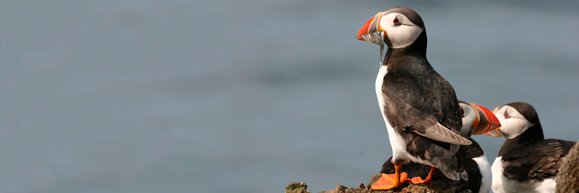 Puffin with fish in its mouth