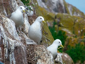 Three white seabirds on rocks